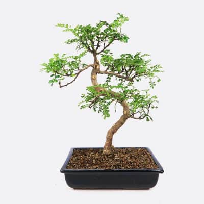 Zanthoxylum - Szechuanpfeffer, ca. 12 jährig, Zimmerbonsai