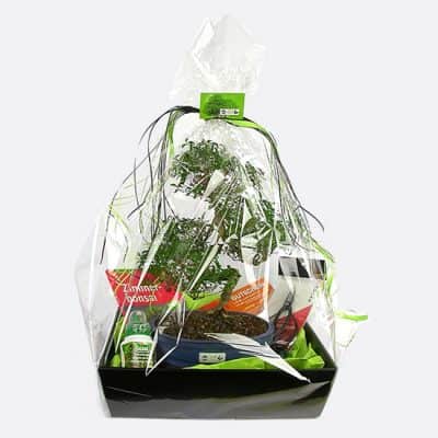 Geschenk-Set mit 10 jährigem Zimmerbonsai