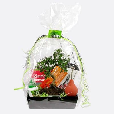 Geschenk Set mit 8 jährigem Zimmerbonsai